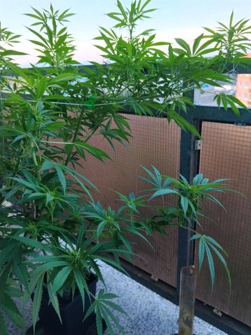 S.A.D. & Blue Bullet Auto (outdoor). Week 15