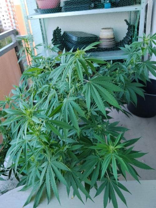 S.A.D. & Blue Bullet Auto (outdoor). Week 15