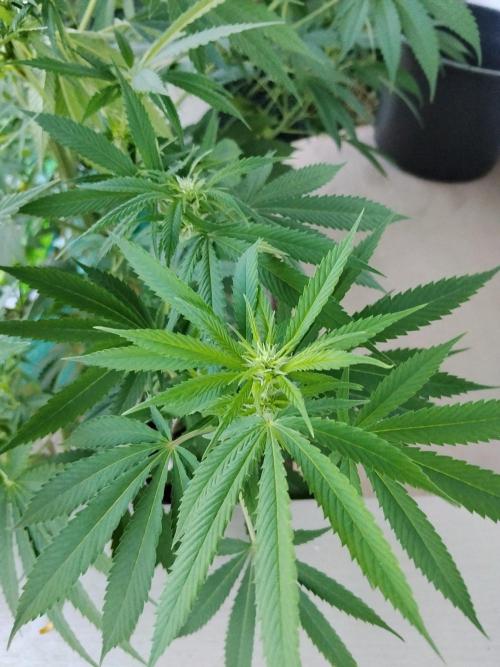 S.A.D. & Blue Bullet Auto (outdoor). Week 15