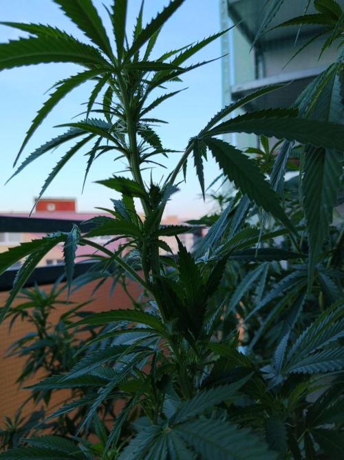 S.A.D. & Blue Bullet Auto (outdoor). Week 15