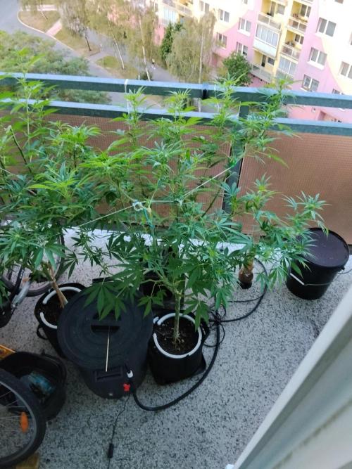 S.A.D. & Blue Bullet Auto (outdoor). Week 15