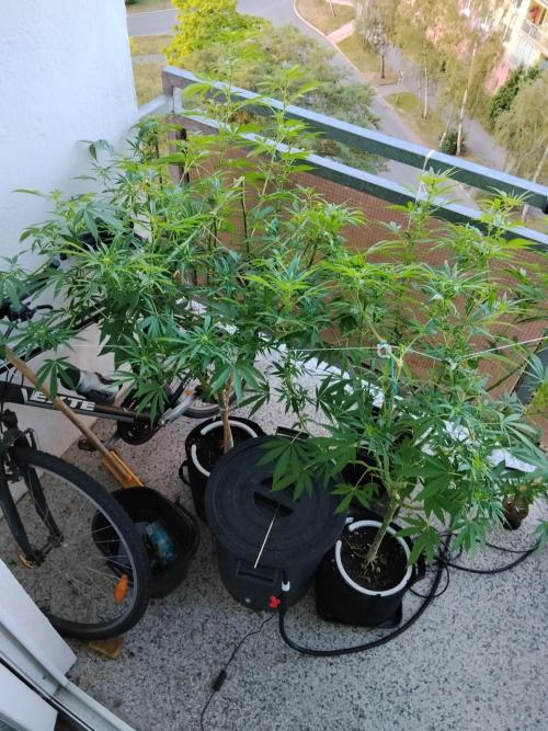 S.A.D. & Blue Bullet Auto (outdoor). Week 15