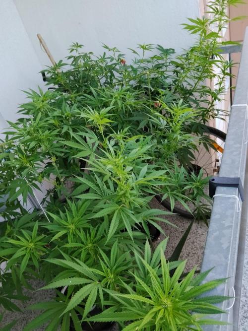S.A.D. & Blue Bullet Auto (outdoor). Week 15