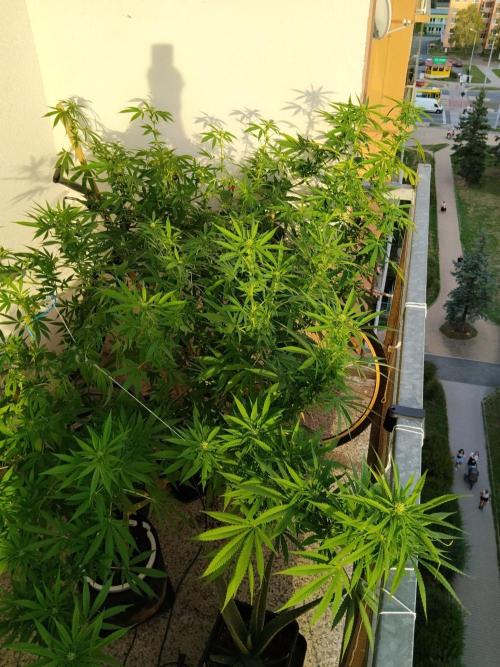 S.A.D. & Blue Bullet Auto (outdoor). Week 16