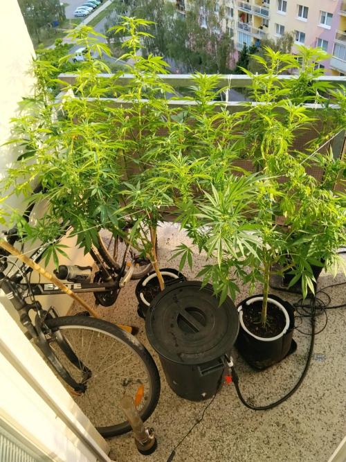 S.A.D. & Blue Bullet Auto (outdoor). Week 16