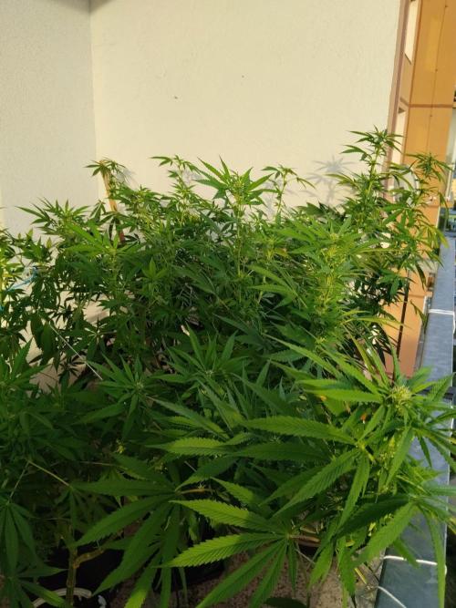 S.A.D. & Blue Bullet Auto (outdoor). Week 16
