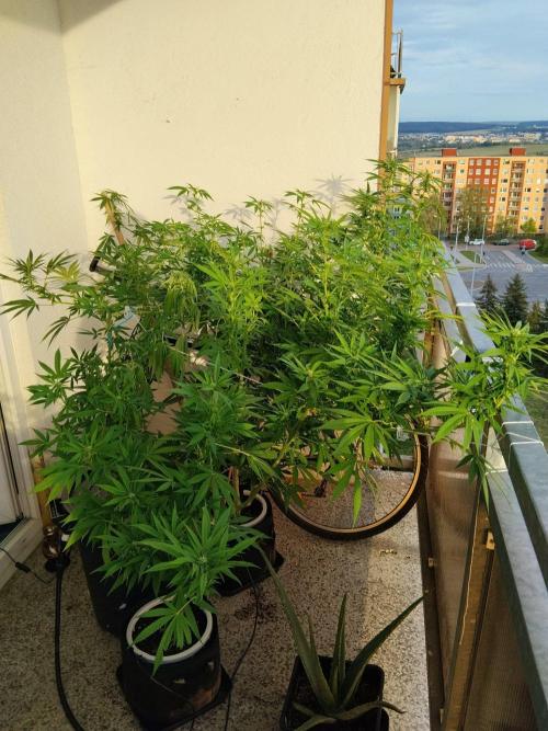S.A.D. & Blue Bullet Auto (outdoor). Week 16