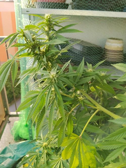 S.A.D. & Blue Bullet Auto (outdoor). Week 16