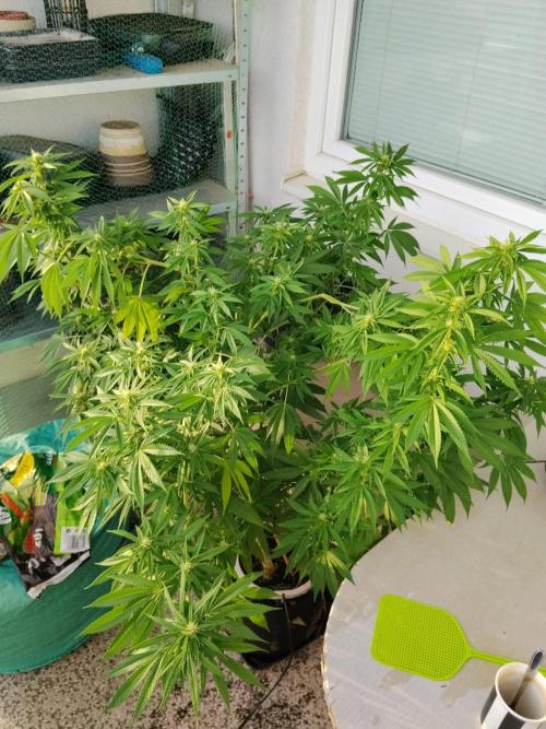 S.A.D. & Blue Bullet Auto (outdoor). Week 16