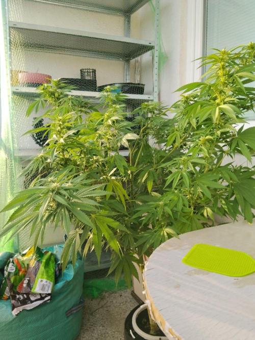 S.A.D. & Blue Bullet Auto (outdoor). Week 16