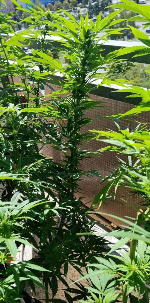 S.A.D. & Blue Bullet Auto (outdoor). Week 16 - S.A.D.