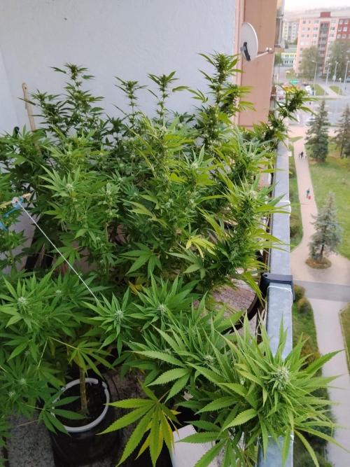 S.A.D. & Blue Bullet Auto (outdoor). Week 18