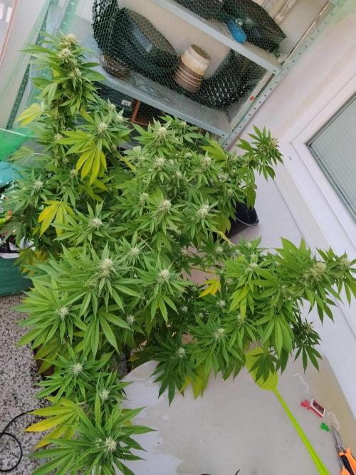 S.A.D. & Blue Bullet Auto (outdoor). Week 18