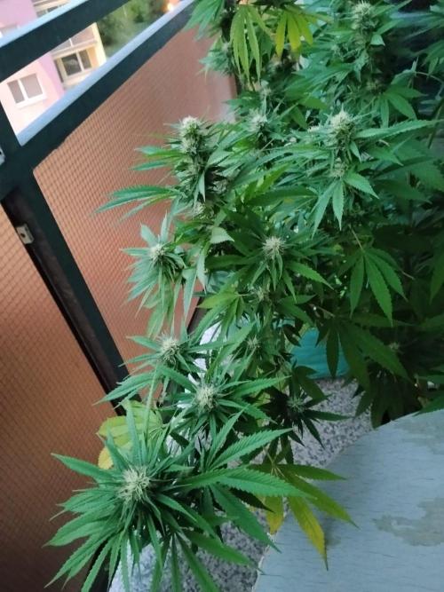 S.A.D. & Blue Bullet Auto (outdoor). Week 18
