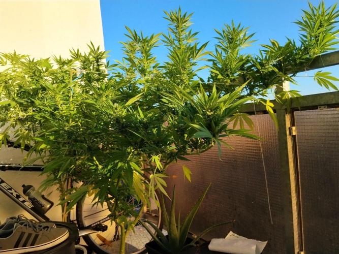 S.A.D. & Blue Bullet Auto (outdoor). Week 18