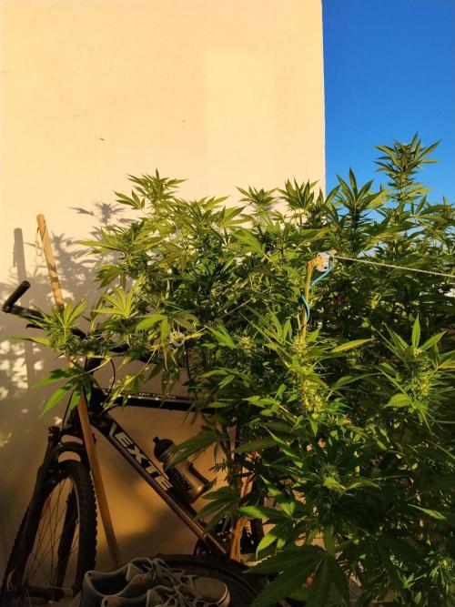 S.A.D. & Blue Bullet Auto (outdoor). Week 18