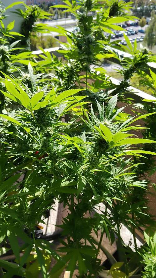 S.A.D. & Blue Bullet Auto (outdoor)