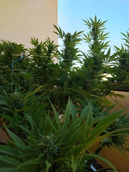 S.A.D. & Blue Bullet Auto (outdoor). Week 20 - S.A.D.