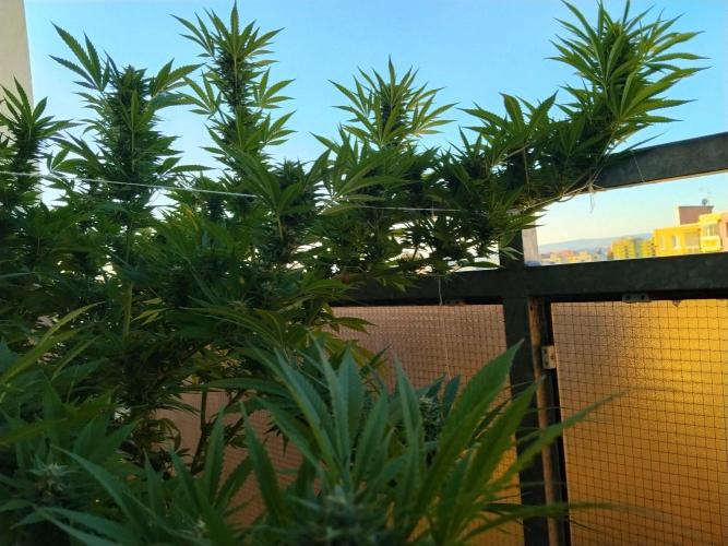 S.A.D. & Blue Bullet Auto (outdoor). Week 20 - S.A.D.