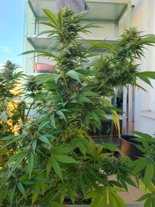 S.A.D. & Blue Bullet Auto (outdoor). Week 20 - Mandarine punch?