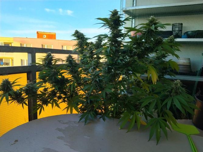S.A.D. & Blue Bullet Auto (outdoor). Week 20 - Mandarine punch?