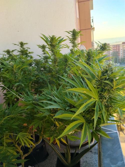 S.A.D. & Blue Bullet Auto (outdoor). Week 20 - S.A.D.