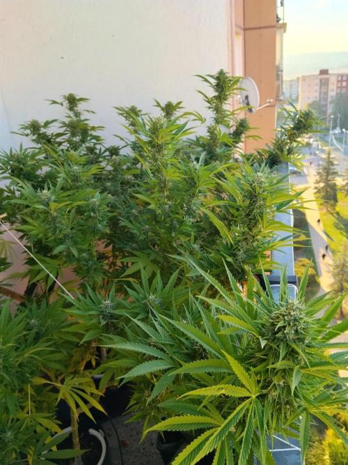 S.A.D. & Blue Bullet Auto (outdoor). Week 20 - S.A.D.