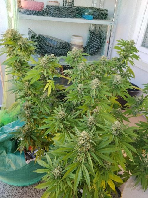 S.A.D. & Blue Bullet Auto (outdoor). Week 20 - Mandarine punch?