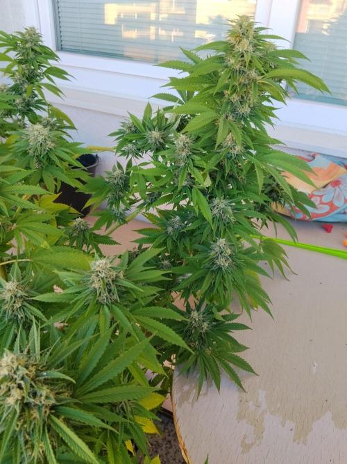 S.A.D. & Blue Bullet Auto (outdoor). Week 20 - Mandarine punch?
