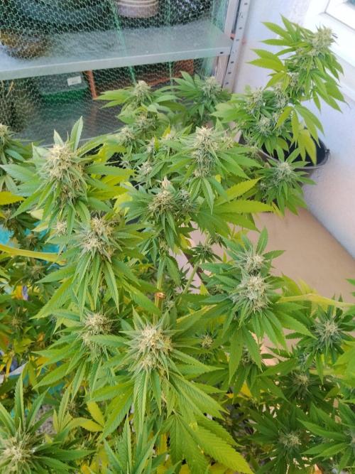 S.A.D. & Blue Bullet Auto (outdoor). Week 20 - Mandarine punch?