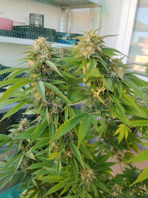S.A.D. & Blue Bullet Auto (outdoor). Week 20 - Mandarine punch?