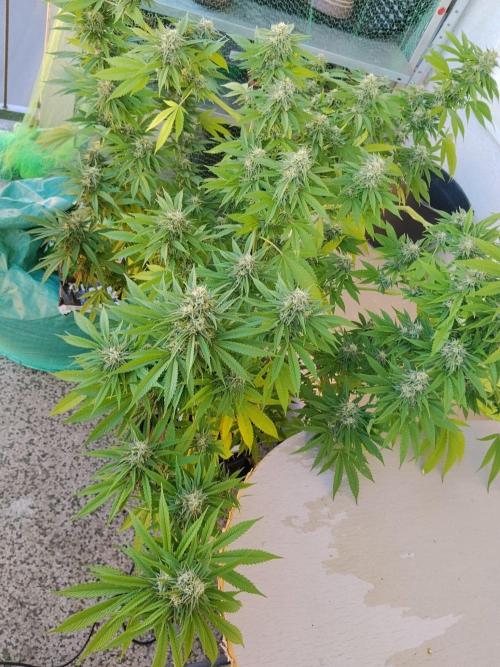 S.A.D. & Blue Bullet Auto (outdoor). Week 20 - Mandarine punch?