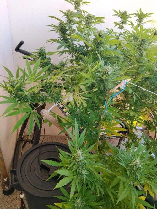 S.A.D. & Blue Bullet Auto (outdoor). Week 20 - S.A.D.