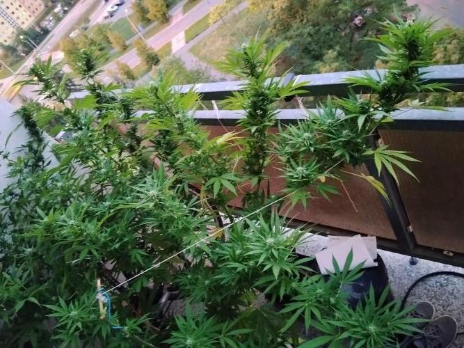 S.A.D. & Blue Bullet Auto (outdoor). Week 18