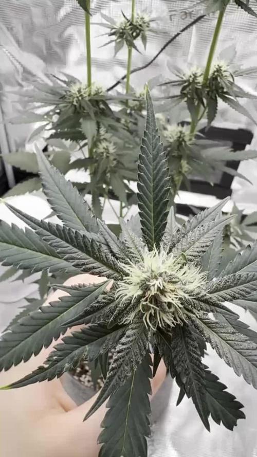 Puple Haze Auto 42 (Living Soil)
