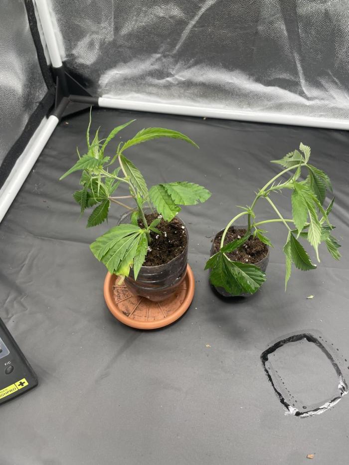 Cannalope Haze & Gelato #45. Week 1