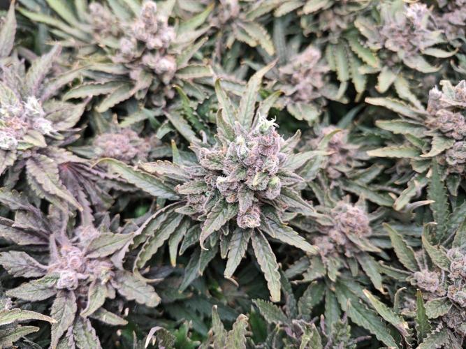 Purple Kush DWC SCROG LED Cabinet Grow. Week 17