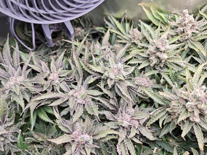 Purple Kush DWC SCROG LED Cabinet Grow. Week 17