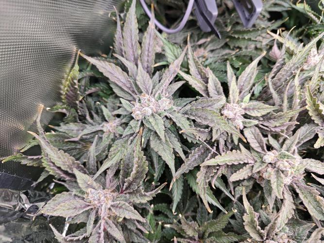 Purple Kush DWC SCROG LED Cabinet Grow. Week 17