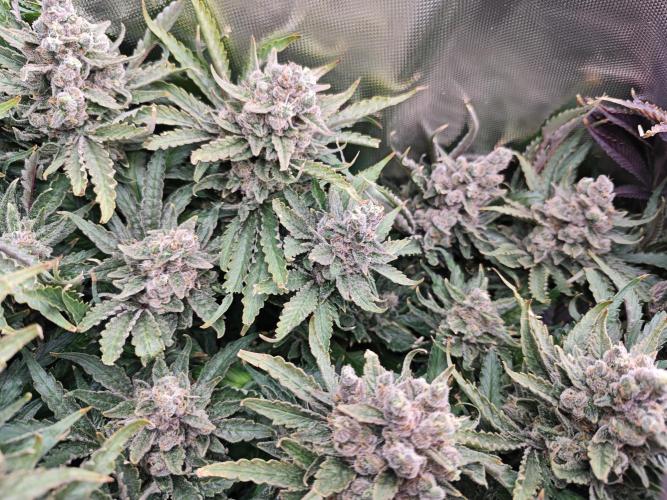 Purple Kush DWC SCROG LED Cabinet Grow. Week 17