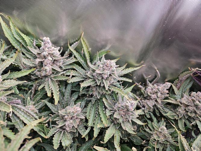 Purple Kush DWC SCROG LED Cabinet Grow. Week 17