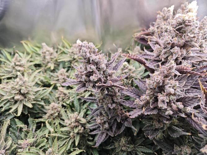 Purple Kush DWC SCROG LED Cabinet Grow. Week 17