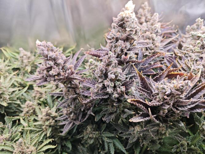 Purple Kush DWC SCROG LED Cabinet Grow. Week 17