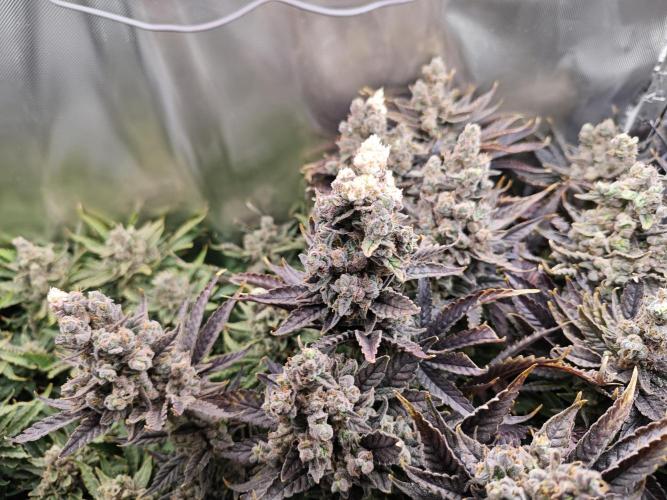 Purple Kush DWC SCROG LED Cabinet Grow. Week 17