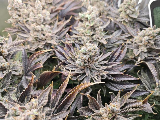 Purple Kush DWC SCROG LED Cabinet Grow. Week 17