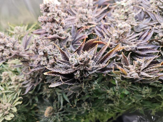 Purple Kush DWC SCROG LED Cabinet Grow. Week 17