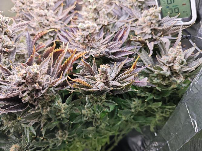 Purple Kush DWC SCROG LED Cabinet Grow. Week 17