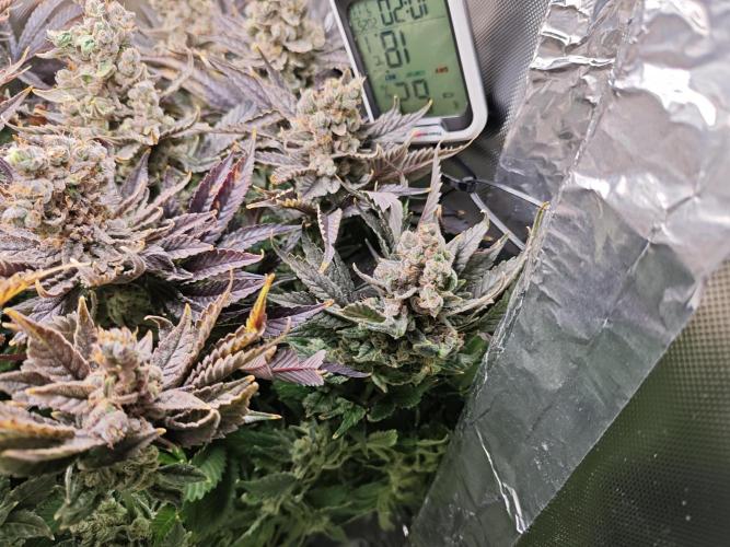 Purple Kush DWC SCROG LED Cabinet Grow. Week 17