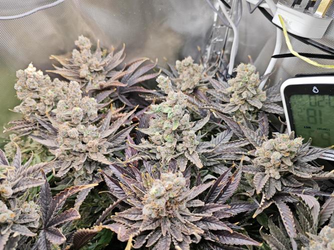 Purple Kush DWC SCROG LED Cabinet Grow. Week 17