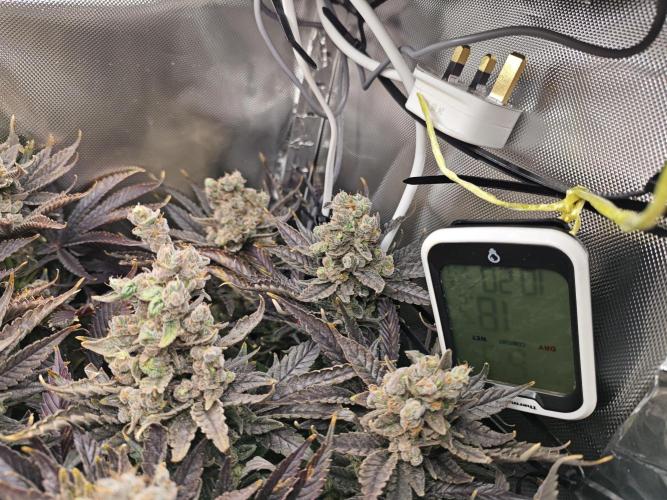 Purple Kush DWC SCROG LED Cabinet Grow. Week 17